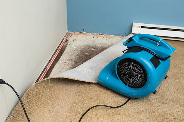 Best Mold removal after water damage  in Leona Valley, CA